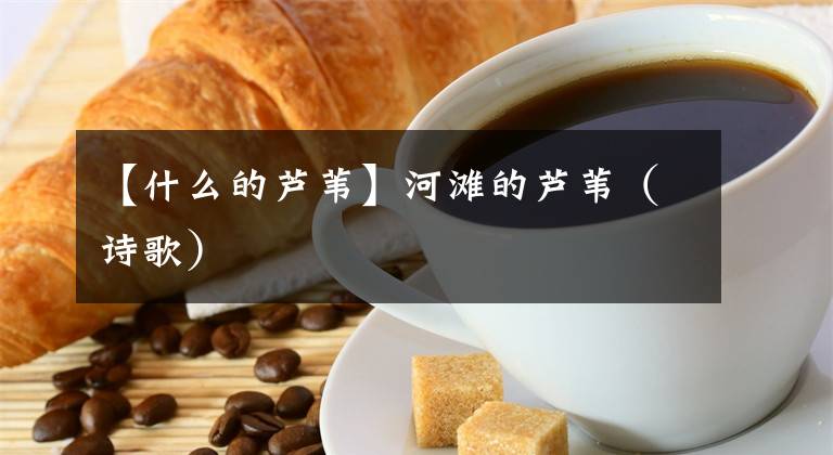 【什么的芦苇】河滩的芦苇(诗歌)