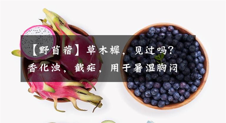 【野苜蓿】草木樨,见过吗?香化浊,截疟,用于暑湿胸闷,口臭,头胀,头痛