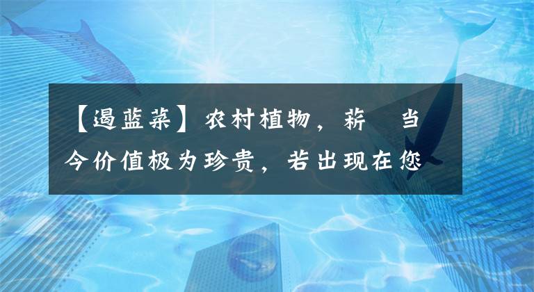 【遏蓝菜】农村植物，菥蓂当今价值极为珍贵，若出现在您家地里，请别拔掉