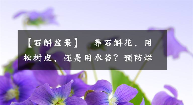 【石斛盆景】​养石斛花，用松树皮，还是用水苔？预防烂根，水苔最合适