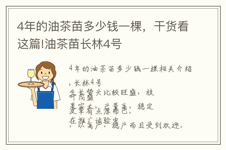 4年的油茶苗多少钱一棵,干货看这篇!油茶苗长林4号