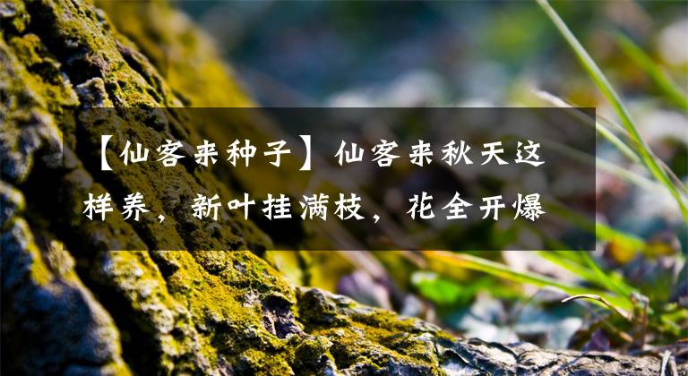 【仙客来种子】仙客来秋天这样养,新叶挂满枝,花全开爆盆
