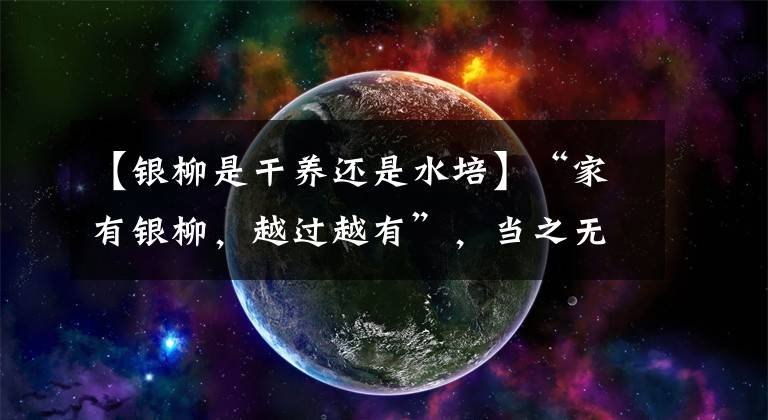 【银柳是干养还是水培】“家有银柳,越过越有”,当之无愧的“旺财花”,年前必须安排