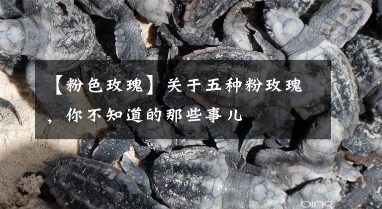 【粉色玫瑰】关于五种粉玫瑰,你不知道的那些事儿