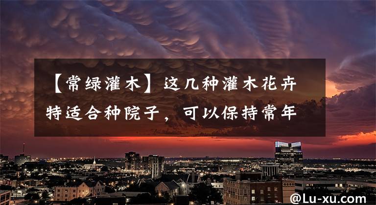 【常绿灌木】这几种灌木花卉特适合种院子,可以保持常年翠绿