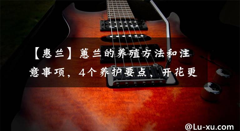 【惠兰】蕙兰的养殖方法和注意事项,4个养护要点,开花更多更香