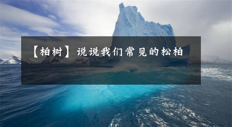 【柏树】说说我们常见的松柏