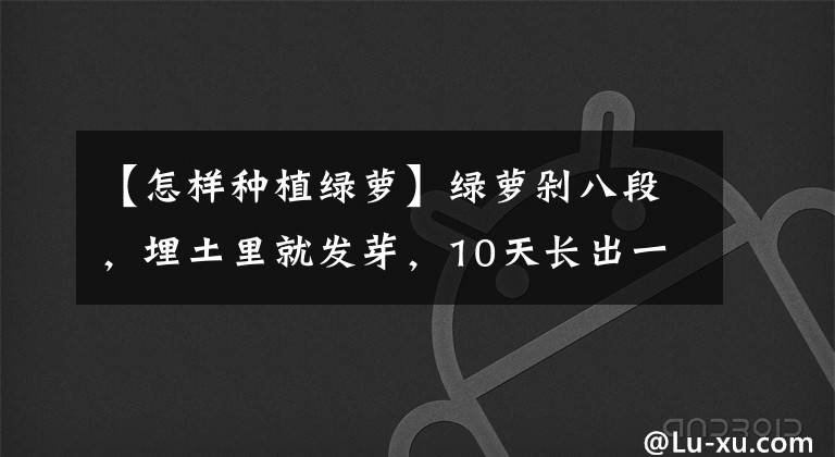 【怎样种植绿萝】绿萝剁八段,埋土里就发芽,10天长出一茬苗