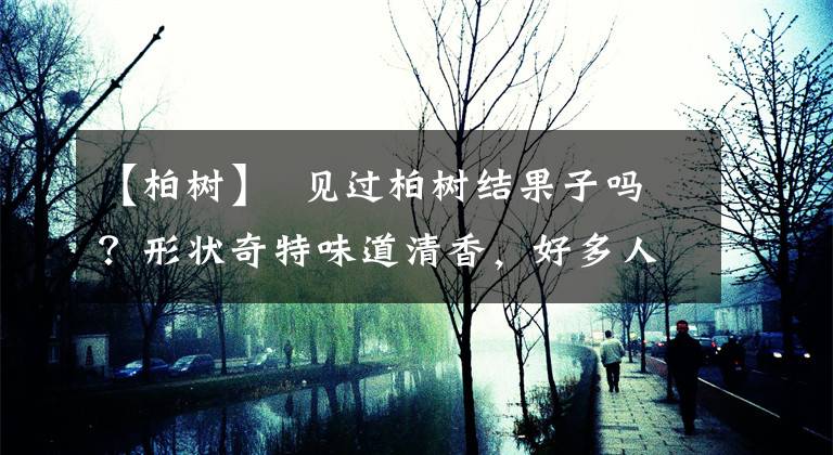 【柏树】 见过柏树结果子吗?形状奇特味道清香,好多人去山上抢着摘