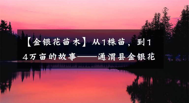 【金银花苗木】从1株苗,到14万亩的故事——通渭县金银花产业发展见闻