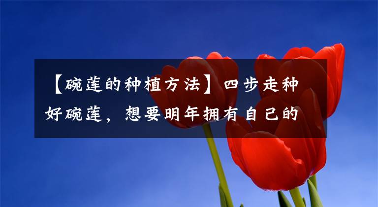 【碗莲的种植方法】四步走种好碗莲，想要明年拥有自己的水培皇后，现在就开始学习吧