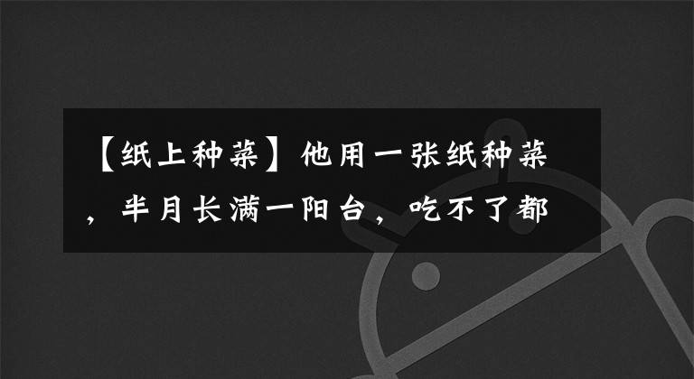 【纸上种菜】他用一张纸种菜,半月长满一阳台,吃不了都送人了
