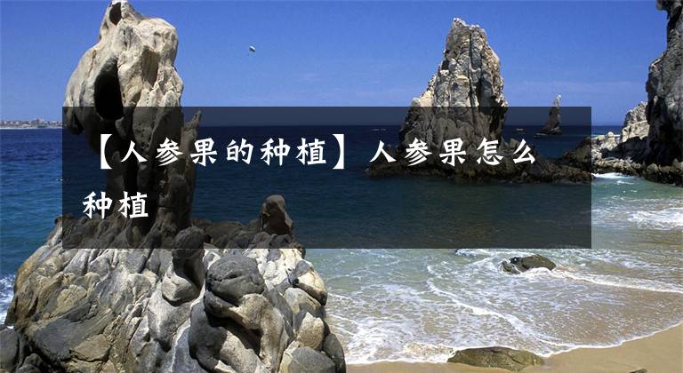 【人参果的种植】人参果怎么种植