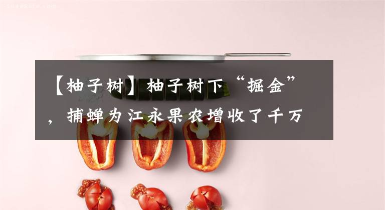 【柚子树】柚子树下“掘金”,捕蝉为江永果农增收了千万元