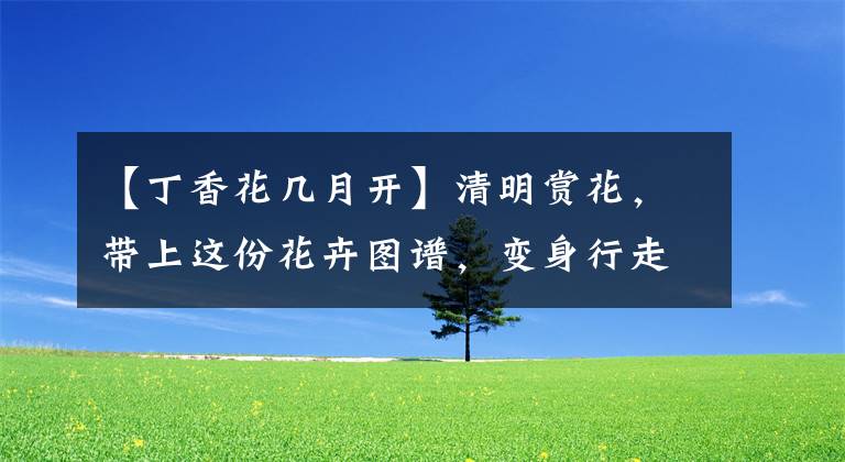 【丁香花几月开】清明赏花，带上这份花卉图谱，变身行走的识花机器