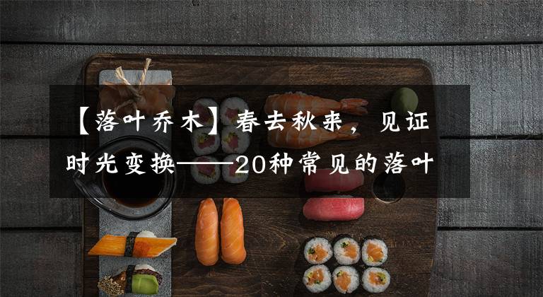 【落叶乔木】春去秋来,见证时光变换——20种常见的落叶乔木,你认识几种?