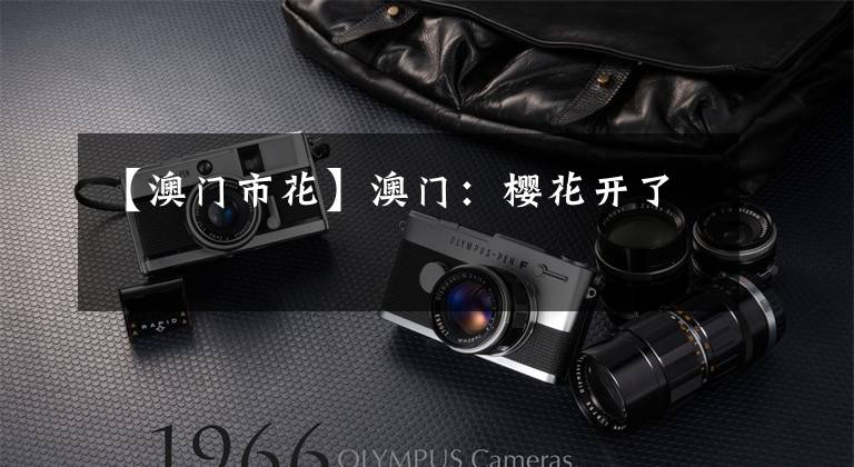【澳门市花】澳门:樱花开了