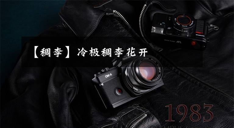 【稠李】冷极稠李花开