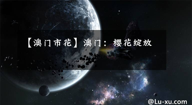 【澳门市花】澳门:樱花绽放