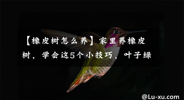 【橡皮树怎么养】家里养橡皮树，学会这5个小技巧，叶子绿油油，越养越精神