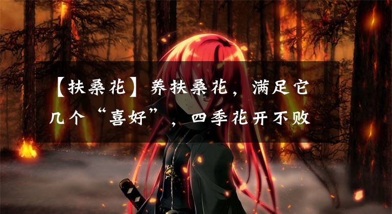 【扶桑花】养扶桑花,满足它几个“喜好”,四季花开不败,天天有花赏