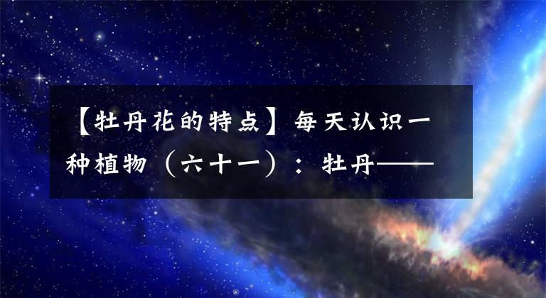 【牡丹花的特点】每天认识一种植物(六十一):牡丹——花之富贵者也