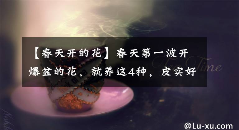 【春天开的花】春天第一波开爆盆的花,就养这4种,皮实好养开花多