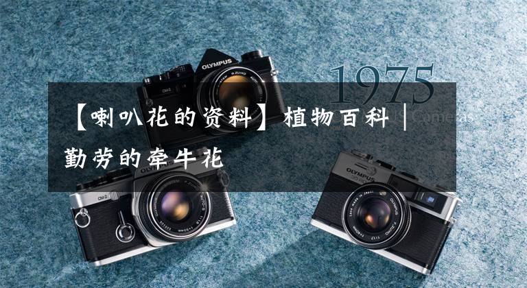 【喇叭花的资料】植物百科｜勤劳的牵牛花