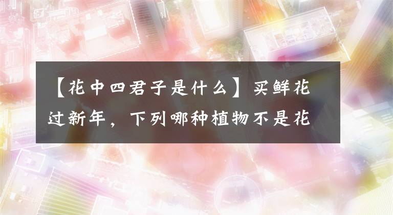 【花中四君子是什么】买鲜花过新年,下列哪种植物不是花中四君子?桂花还是竹?