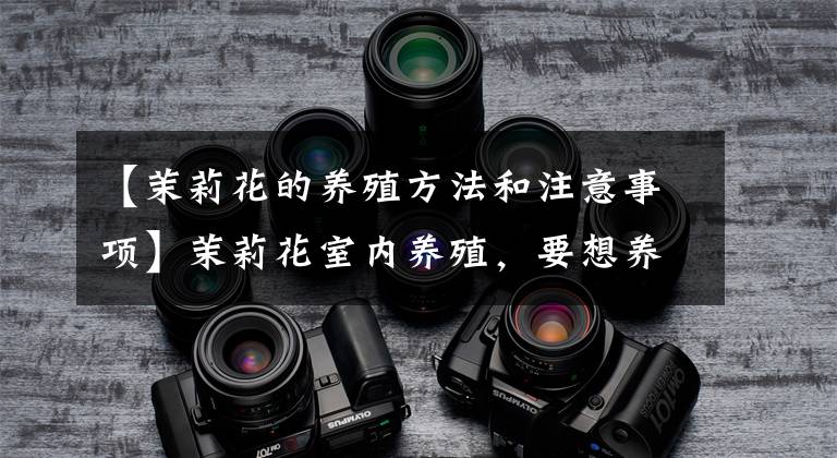 【茉莉花的养殖方法和注意事项】茉莉花室内养殖,要想养殖不出问题,这5点要注意