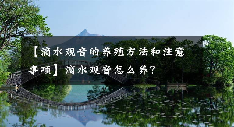 【滴水观音的养殖方法和注意事项】滴水观音怎么养?