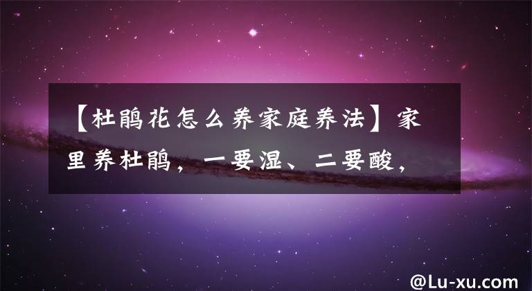 【杜鹃花怎么养家庭养法】家里养杜鹃，一要湿、二要酸，才能枝繁叶茂开花多