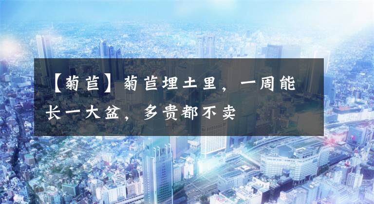 【菊苣】菊苣埋土里，一周能长一大盆，多贵都不卖