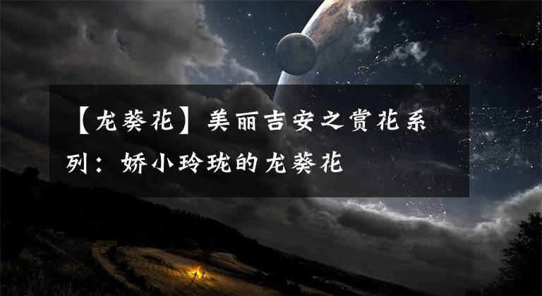 【龙葵花】美丽吉安之赏花系列:娇小玲珑的龙葵花