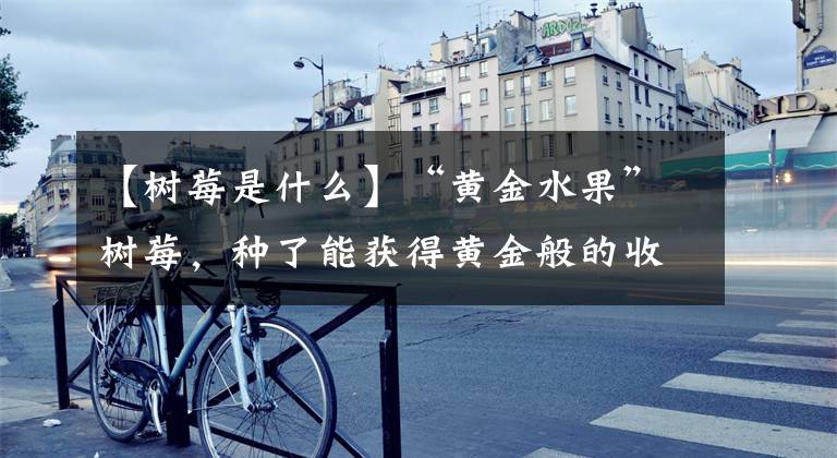 【树莓是什么】“黄金水果”树莓,种了能获得黄金般的收入吗?种植前需要看4点