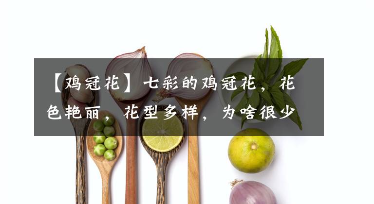 【鸡冠花】七彩的鸡冠花,花色艳丽,花型多样,为啥很少有花友养?太短命了