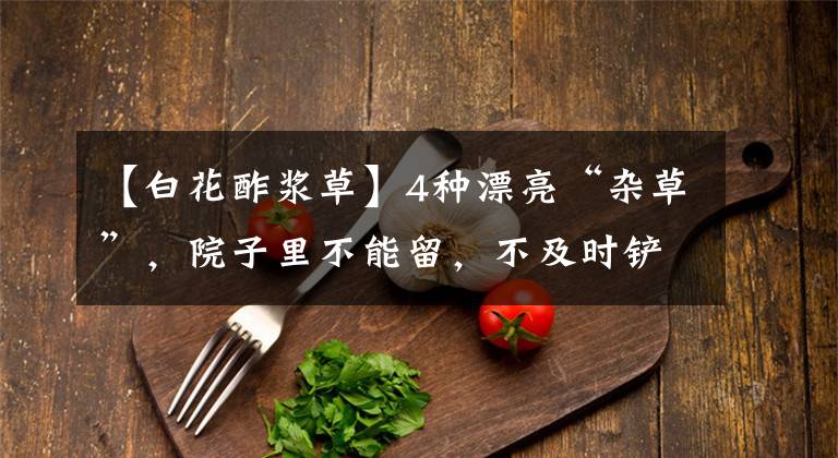 【白花酢浆草】4种漂亮“杂草”，院子里不能留，不及时铲除，能长满你的小院