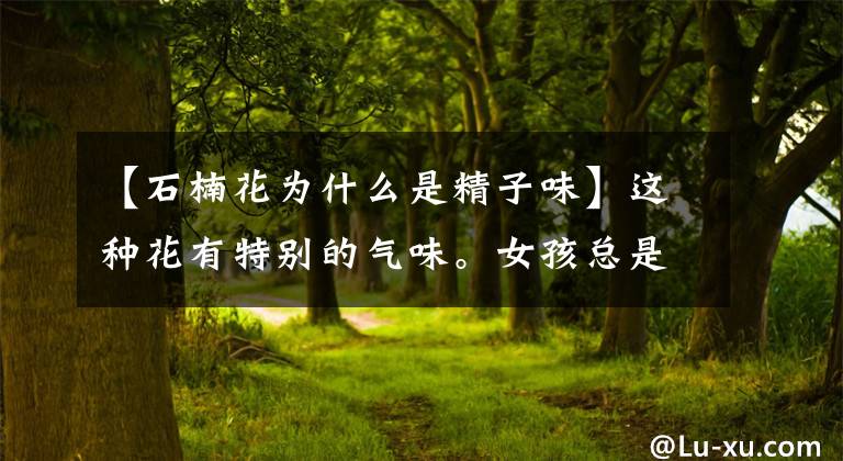 【石楠花为什么是精子味】这种花有特别的气味。女孩总是很害羞。专家们说女生不闻怀孕的味道