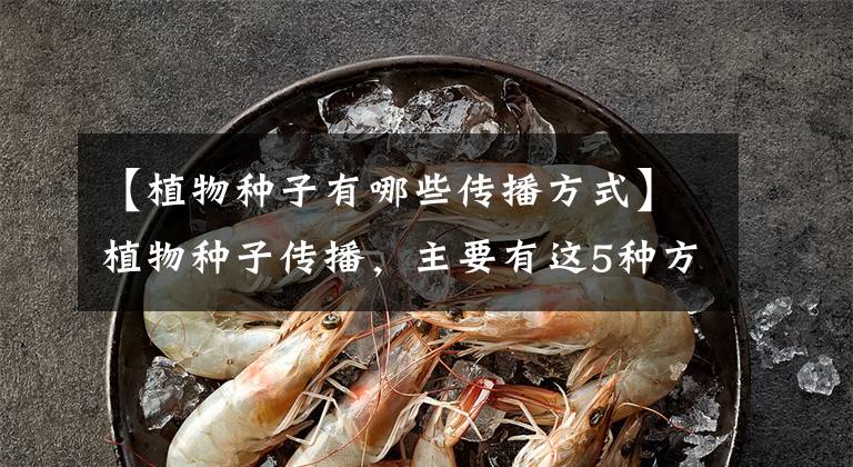 【植物种子有哪些传播方式】植物种子传播,主要有这5种方式,快来了解一下