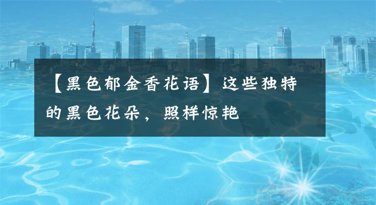 【黑色郁金香花语】这些独特的黑色花朵，照样惊艳