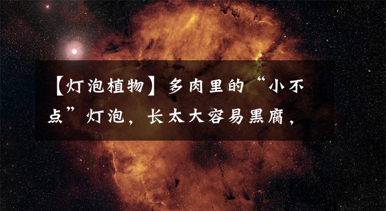 【灯泡植物】多肉里的“小不点”灯泡,长太大容易黑腐,控制生长速度很重要