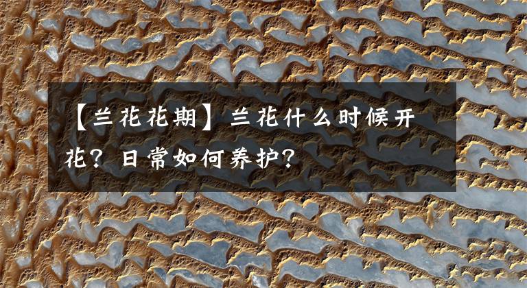 【兰花花期】兰花什么时候开花?日常如何养护?