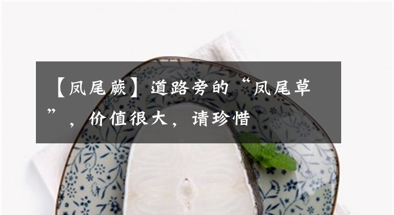 【凤尾蕨】道路旁的“凤尾草”,价值很大,请珍惜