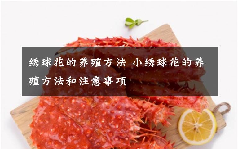 绣球花的养殖方法 小绣球花的养殖方法和注意事项