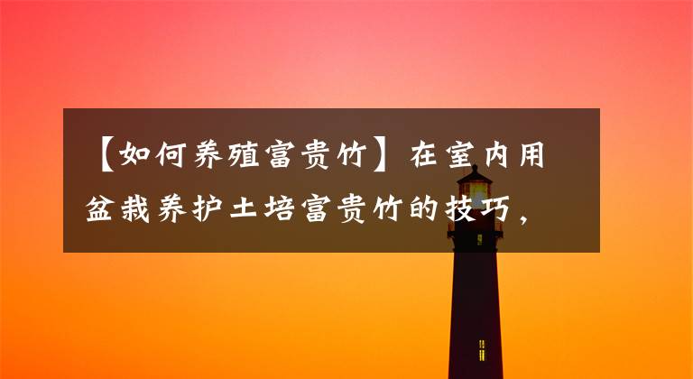 【如何养殖富贵竹】在室内用盆栽养护土培富贵竹的技巧,怎么防止黄叶?