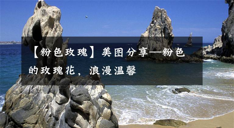 【粉色玫瑰】美图分享—粉色的玫瑰花,浪漫温馨