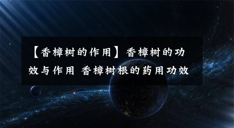 【香樟树的作用】香樟树的功效与作用 香樟树根的药用功效