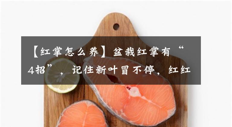 【红掌怎么养】盆栽红掌有“4招”,记住新叶冒不停,红红火火开爆盆