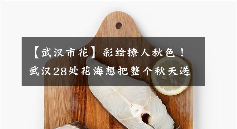 【武汉市花】彩绘撩人秋色!武汉28处花海想把整个秋天送给你