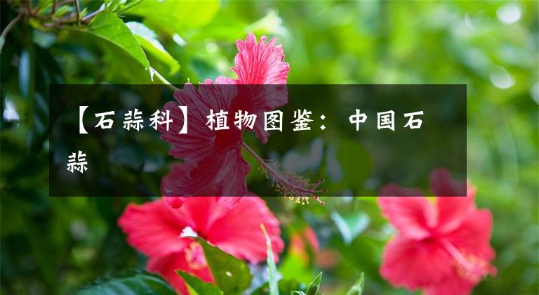 【石蒜科】植物图鉴:中国石蒜
